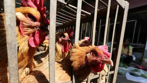 Avian influenza is limited but worrisome