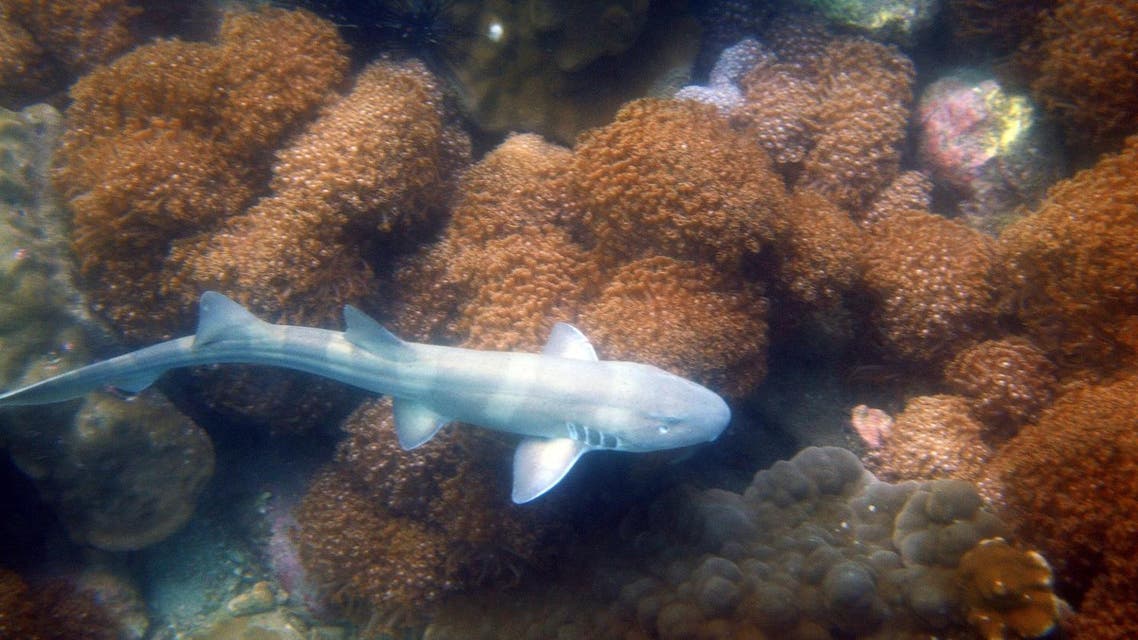 A baby bamboo shark swim over a coral reef. (AFP)