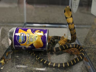 A man attempted to smuggle into the United States three live, highly venomous king cobra snakes hidden in potato chip canisters.