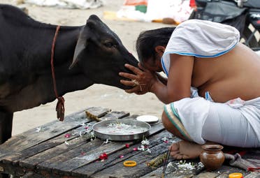 A Hindu devotee offers prayers to a cow in Allahabad, India, September 28, 2016. (Reuters)