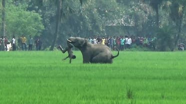 This file photo taken on March 20, 2016 shows an elephant attacking an Indian man in a field in Burdwan district in West Bengal state. (AFP)
