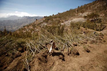 A farmer walks past trees of qat, a mild stimulant, cut down as part of a local campaign aimed at uprooting qat and replacing it with coffee and almond plants in Haraz mountains, around 100km (62 miles) west of the Yemeni capital Sanaa January 3, 2013.reuters