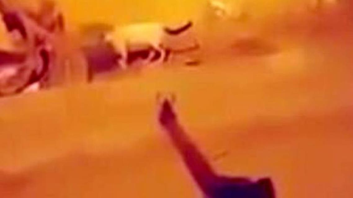 سفاح القطط