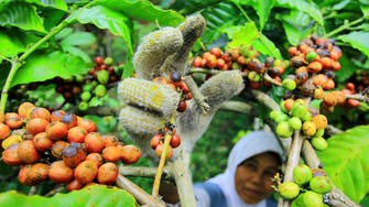 A rediscovered forgotten species brews promise for coffee’s future