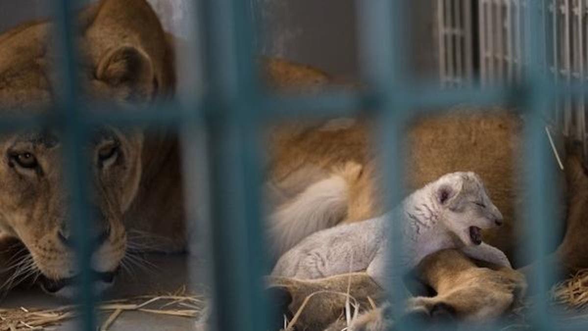 Lion rescued from Syrian zoo gives birth hours after arriving in Jordan  reserve