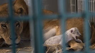 Lion rescued from Syrian zoo gives birth hours after arriving in Jordan reserve