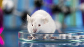 دراسة: شكوك حول نتائج الأبحاث الطبية على الحيوانات