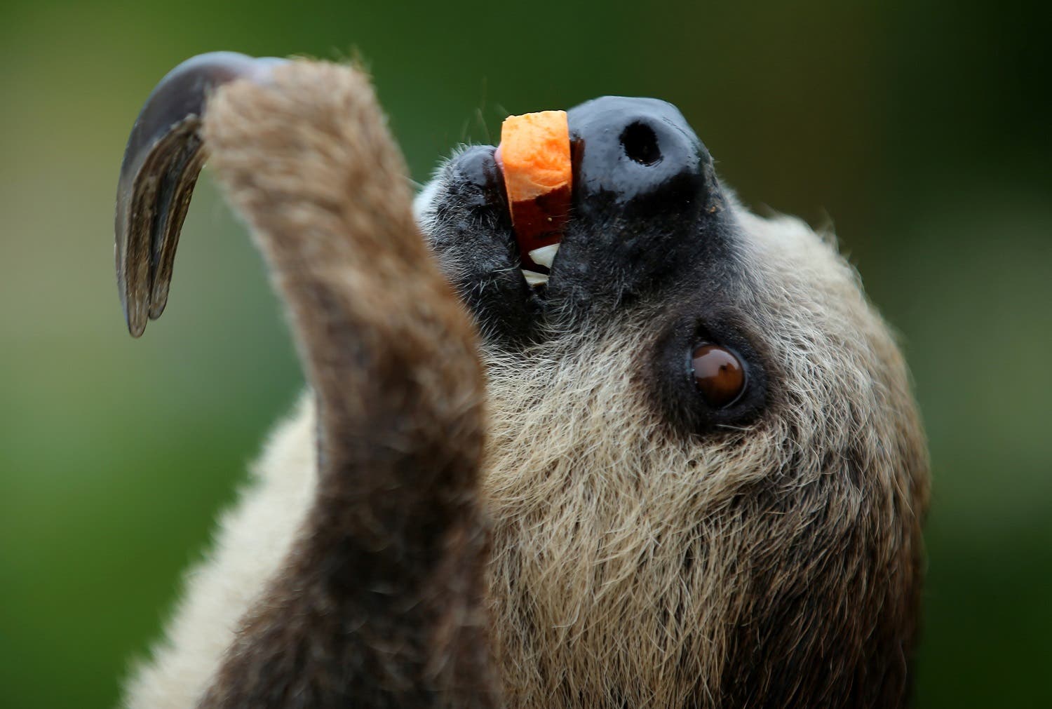 A two-toed sloth, enjoys a piece of squash as she is presented to visitors at SeaWorld in San Diego, California, US, May 31, 2017. (Reuters)