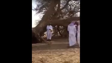 massive tree saudi