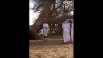 WATCH: Massive uprooted tree sparks controversy in Saudi Arabia 