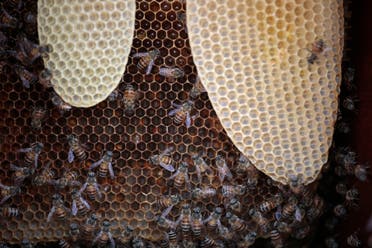 In this Tuesday, Aug. 22, 2017 photo, honey bees sit on a honeycomb of a beehive at a bee farm in the outskirts of Sanaa, Yemen.  AP 