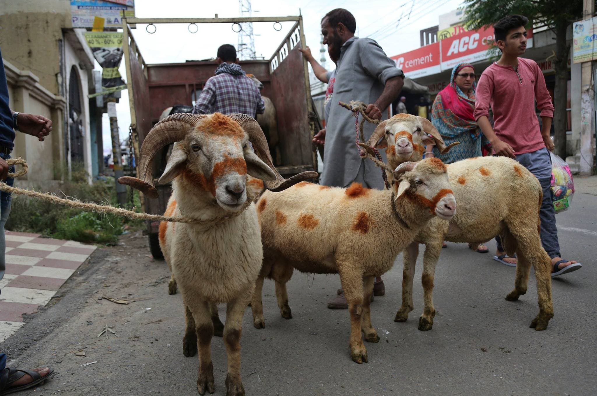 An Indian vendor loads sheep onto a pick up van ahead of Eid al-Adha festival in Jammu, India, Thursday, Aug. 31, 2017. (AP)