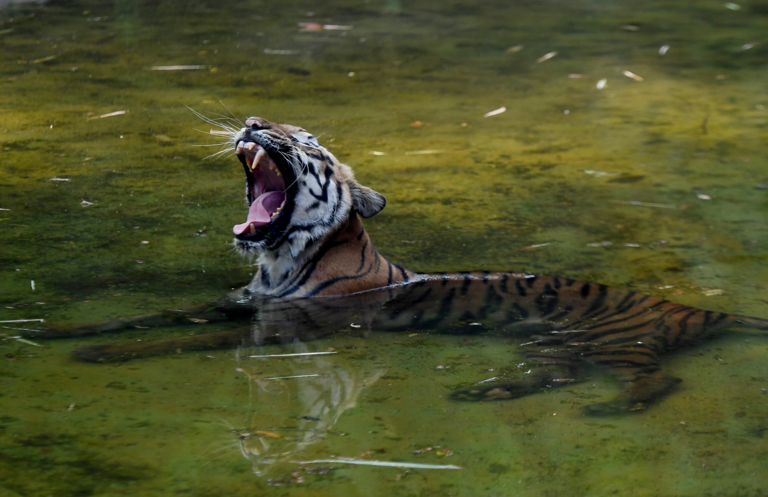 An Indian tiger rests in a pool of water amid rising temperatures at Alipore Zoological Gardens in Kolkata on May 16, 2017. AFP
