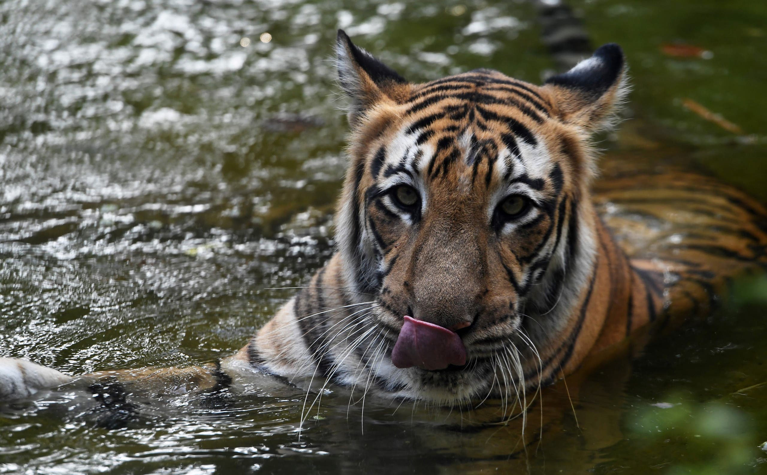 An Indian tiger rests in a pool of water. (File photo: AFP)