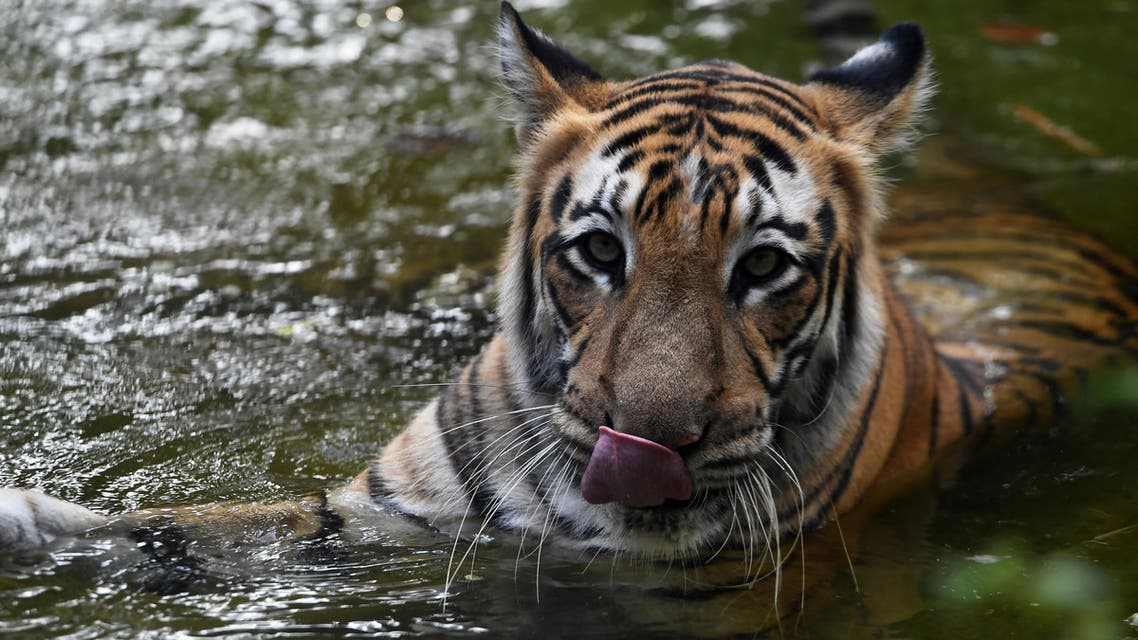 An Indian tiger rests in a pool of water amid rising temperatures at Alipore Zoological Gardens in Kolkata on May 16, 2017. (AFP)