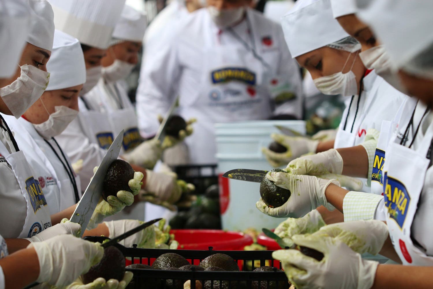 Volunteers from a culinary school cut avocados as they attempt to set a new Guinness World Record for the largest serving of guacamole in Concepcion de Buenos Aires, Jalisco, Mexico September 3, 2017. REUTERS