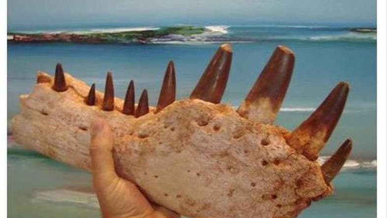 selling dinosaur fossils