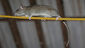 Paraplegic girl in France attacked by rats while in bed 