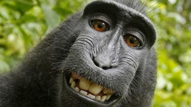 A selfie taken by a macaque monkey on the Indonesian island of Sulawesi with a camera that was positioned by British nature photographer David Slater Photograph: AP