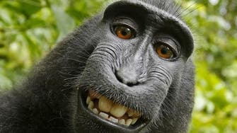 No more monkeying around: ‘Monkey selfie’ case settled