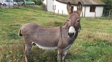 Donkey 'Vitus' on his meadow in Schlitz, central Germany. (Hit Radio FFH/dpa via AP)