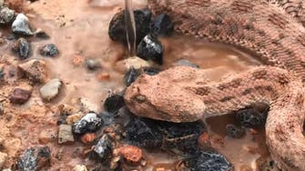 WATCH: How a Moroccan young man saved the life of a deadly snake 