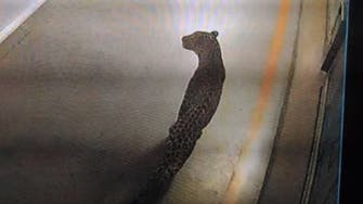Leopard strays into car plant in India, stops work for 11 hours