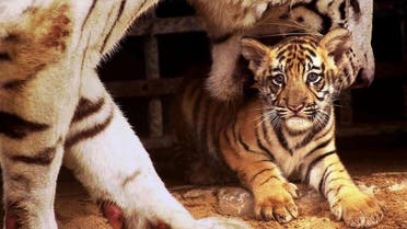 Gayetri, an 11-year-old white tigress, attempts to pick-up her newborn cub which is being shown for the first time to visitors at Alipore Zoo in Calcutta, 21 August 2001. Gayetri's fifth litter is fathered by a "normal colored" male who carries the "white" gene. (AFP)