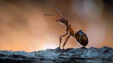 The man said that “an ant is one of one God’s living creatures and has a right.” (Shutterstock)