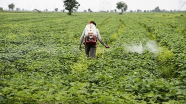 The use of spurious pesticides, made secretly and sometimes given names that resemble the originals, has been rising in India. (Shutterstock)