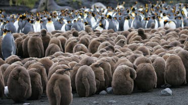The chicks of a colony of king penguins are pictured 01 July 2007 on Possession Island in the Crozet archipelago in the Austral seas. AFP