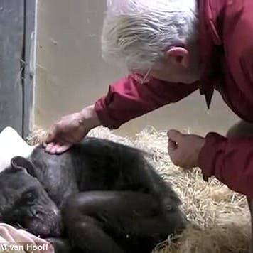 فيديو.. شمبانزي في سكرات الموت تودع صديقها البروفيسور 