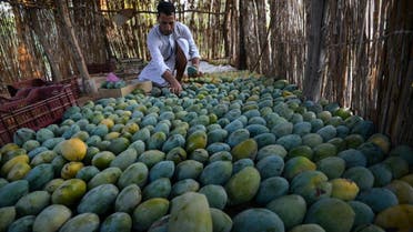 An Egyptian farmer inspects mangoes at a field in Wadi Al-Natroun area in Al-Beheira Governorate, on August 26, 2017. (AFP)