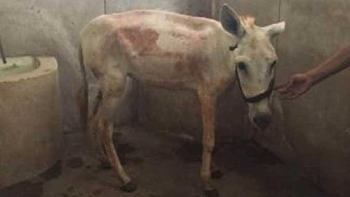 Lucky Donkey Sold And Moved From Egypt To Switzerland Al Arabiya English