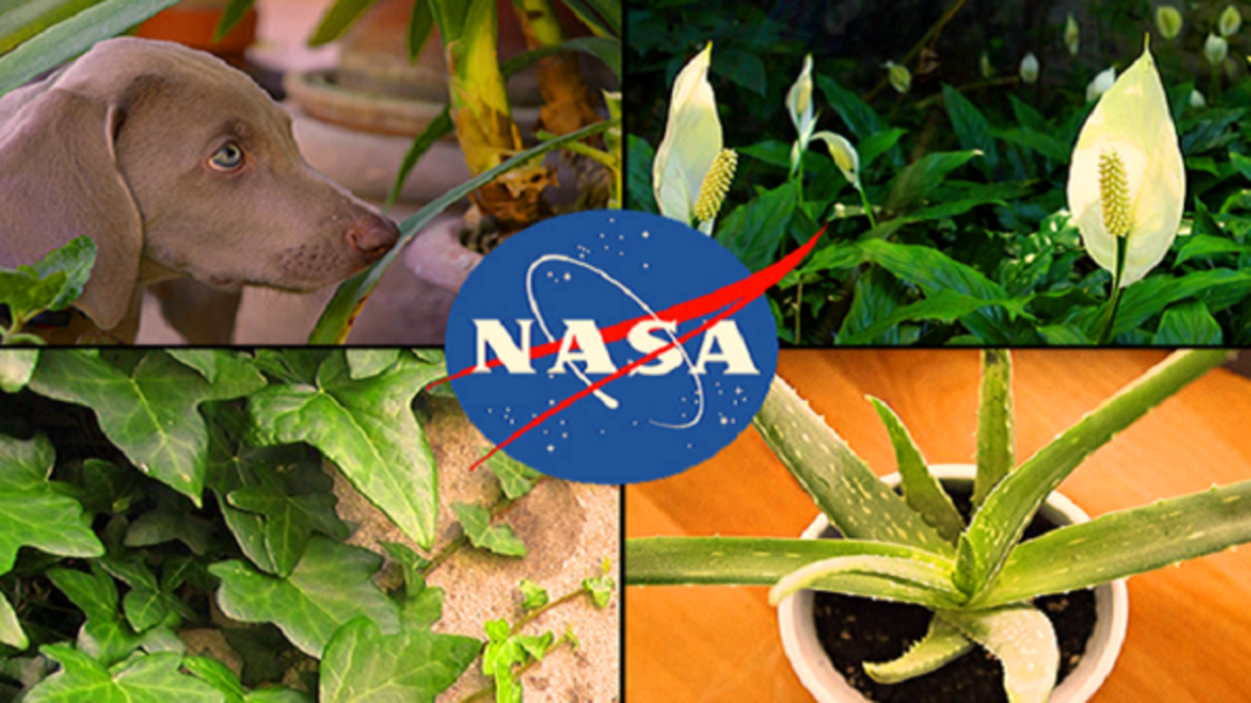 nasa