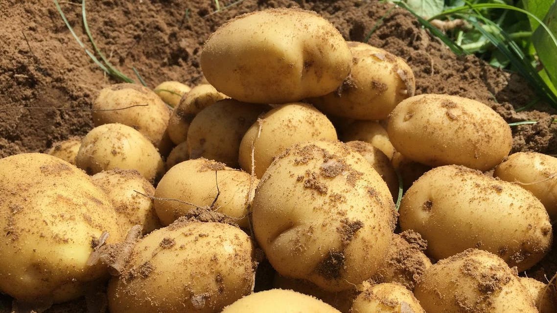 Potatoes produced from local seeds by global food and beverage giant PepsiCo International are pictured at a fields near the coastal city of Alexandria, Egypt April 20, 2017. (reuters)