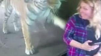 WATCH: How a tiger shows his love to a pregnant woman’s baby bump