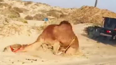 camel oman YouTube