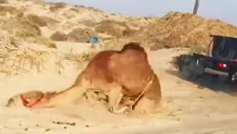 Camel cruelty video angers activists in Oman
