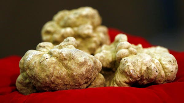 Italian White Truffle Fetches 87 000 At Alba Auction Al Arabiya English