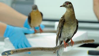 Passenger pigeons, now extinct, needed big flocks to survive 