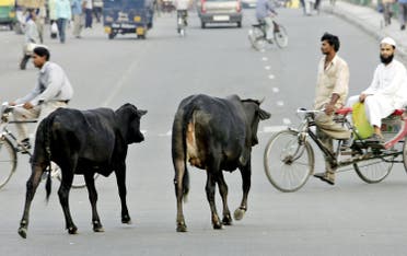 File photo of stray cows crossing a traffic intersection in New Delhi, India. (AFP)