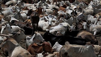 Indian ruling party’s cow obsession angering farmers in key province