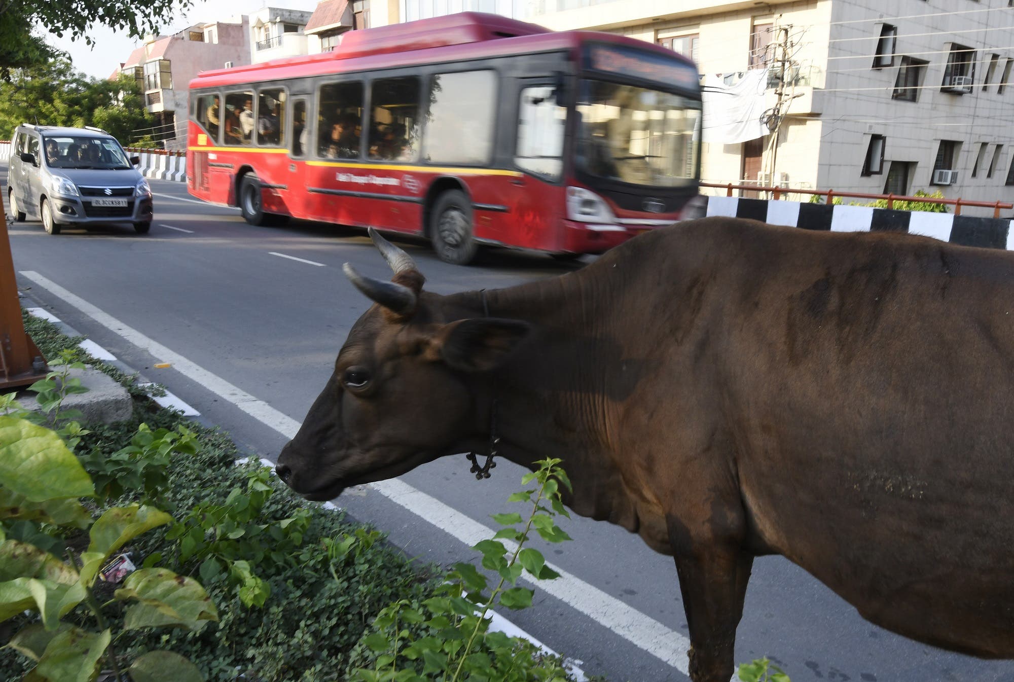 This July 20, 2017 photograph shows a cow eating vegetation on the side of the road in New Delhi. (AFP)