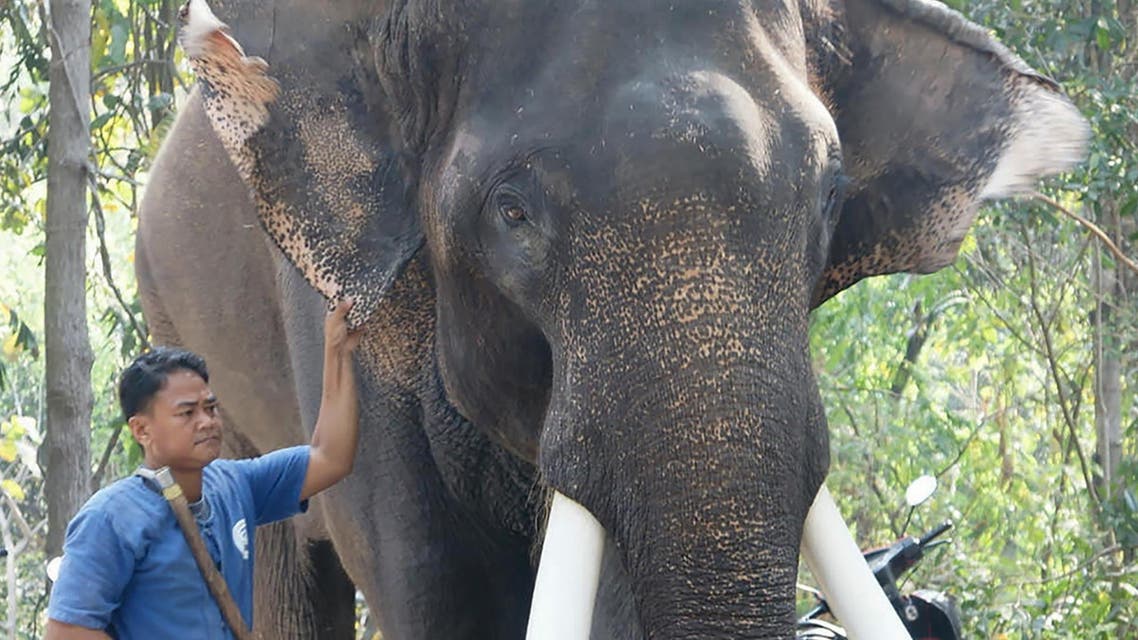 This undated handout photo released by the Chiang Mai Zoo shows the elephant 'Ekasit', who killed his owner Somsak Riengngen on November 28, 2017. (AFP)