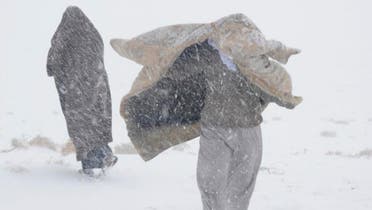 Saudi Arab Cold