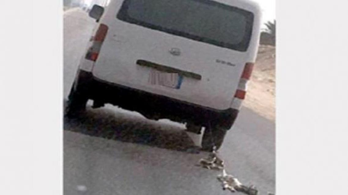 سحل قطتين
