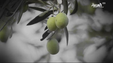 موسم الحصاد .. طقوس العرس الفلسطيني في حقول الزيتون