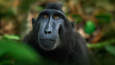 macaque shutterstock monkey