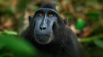 Indonesia’s selfie-snapping monkey named animal group’s ‘Person of the Year’